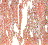 Norwegian Rose